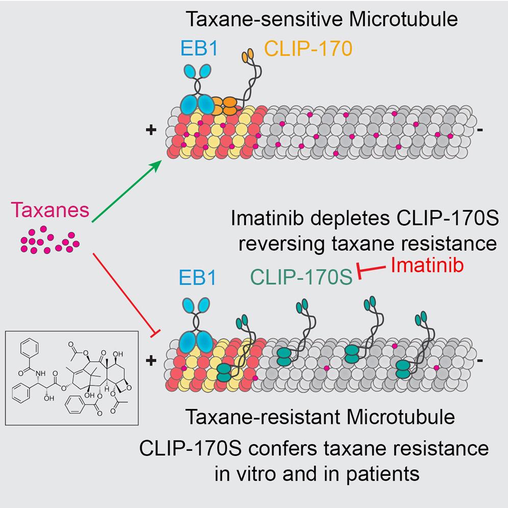 Description of the short isoform of CLIP-170 binds to the microtubule conferring taxane resistance in vitro and in patients.